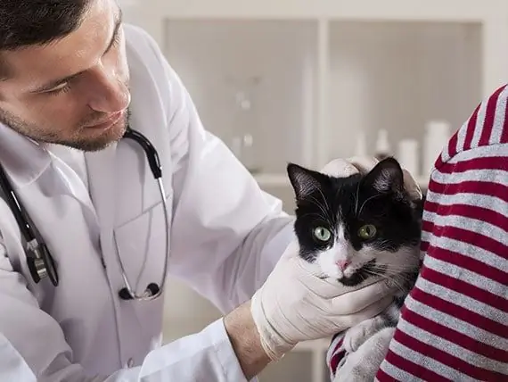 Kada Trebate Dobiti Drugo Mišljenje O Zdravlju Svog Ljubimca?