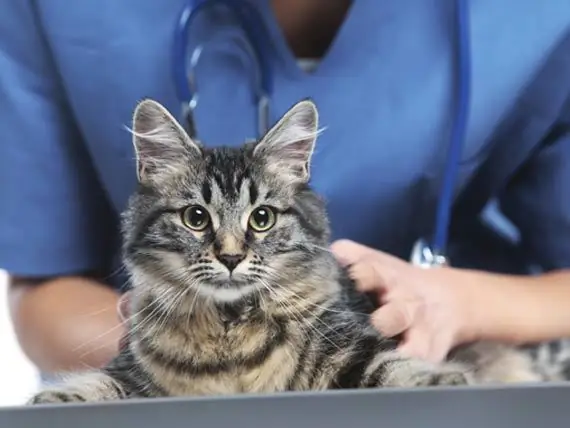 Quanto Você Sabe Sobre Os Perigos Dos Medicamentos Contra O Câncer Do Seu Animal De Estimação?