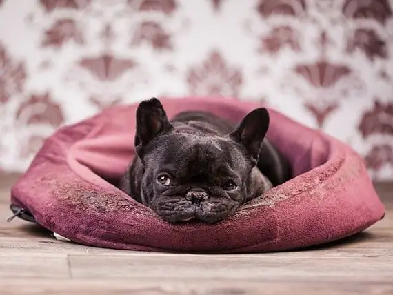 Zieke Honden Voeren - Is Het Oké Om Zieke Honden Zonder Eten Te Laten Gaan?