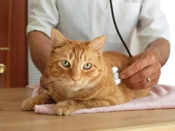 Behandlung Von Lungenkrebs Bei Hunden - Behandlung Von Lungenkrebs Bei Katzen