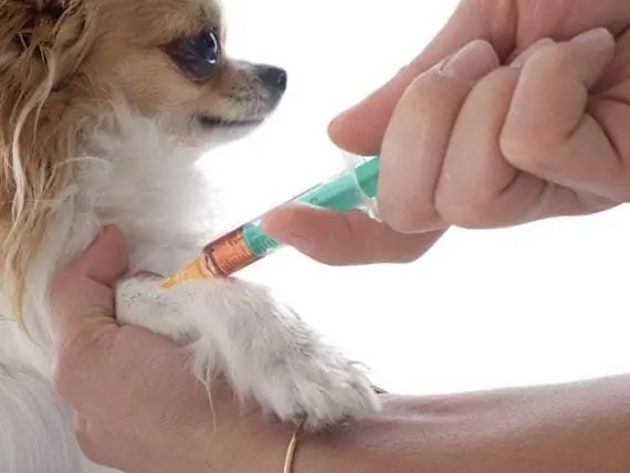 Allergies Aux Animaux - Injections Contre Les Allergies Versus Gouttes Contre Les Allergies Pour Animaux De Compagnie