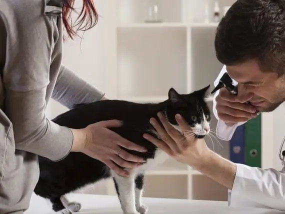 Šta Očekivati kada Posjetite Veterinarskog Onkologa