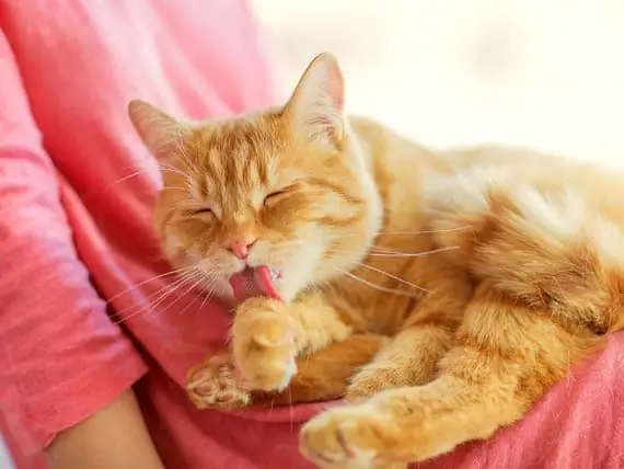 Waarom Houden Katten Van Mensen Die Niet Van Katten Houden?