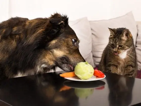 Nauka Podupire Vegetarijanskog Psa I Mačku Mesoždera