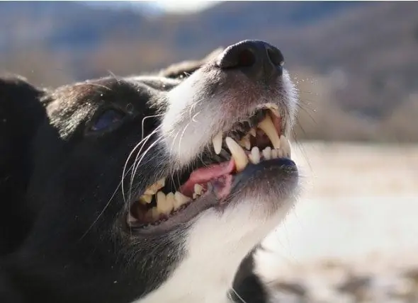 Hoe Om 'n Hond Se Tande Skoon Te Maak: Gereedskap En Wenke