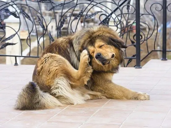 Apakah Anjing Saya Mengalami Reaksi Alergi Terhadap Obat Pereda Nyeri?