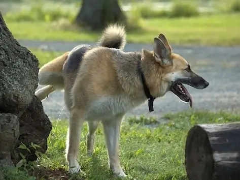 Behandlung Von Hämaturie Bei Hunden - Blut Im Urin Bei Hunden