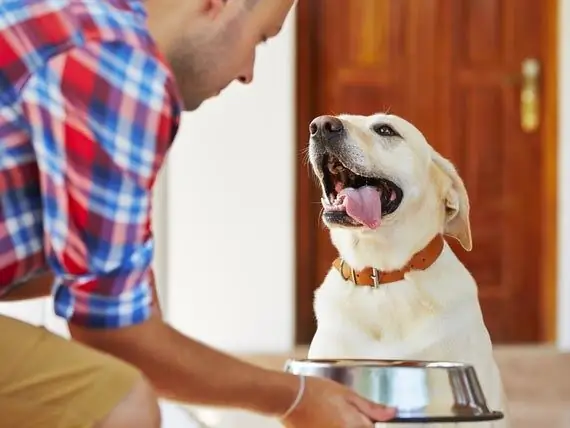 Perché Probabilmente Ti Sbagli Sulla Causa Delle Allergie Del Tuo Animale Domestico?