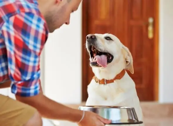 Wie Viel Sollten Hunde Essen? - Berechnen Sie, Wie Viel Sie Ihrem Hund Füttern Müssen