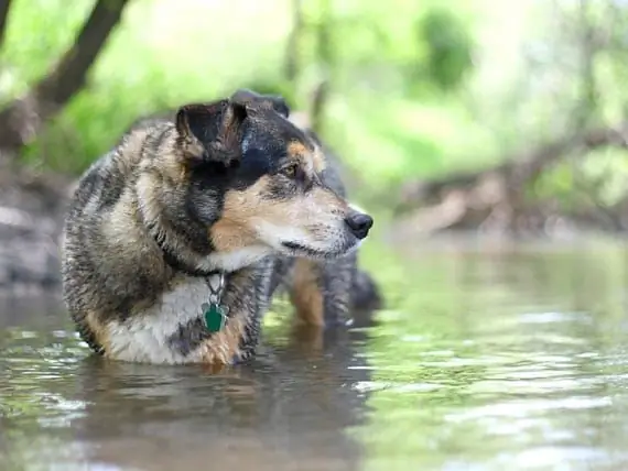 Honden En Gevaren Op Het Water, Deel 2