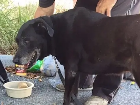 Morador De Rua Que Se Recusou A Abandonar Seu Cachorro Recebe Ajuda Da Organização De Resgate