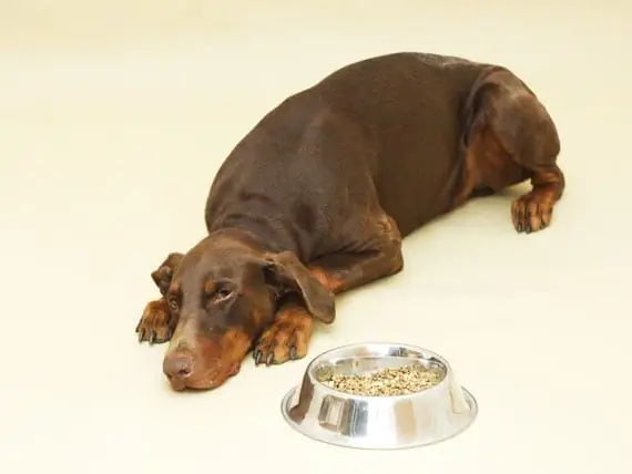 I Cani Di Grossa Taglia Digeriscono Il Cibo In Modo Diverso Rispetto Ai Cani Di Piccola Taglia