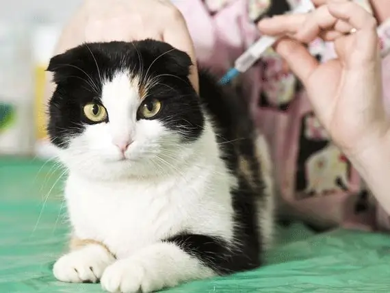 Čo Bloodwork Povie Vášmu Veterinárnemu Lekárovi O Zdraví Vášho Maznáčika