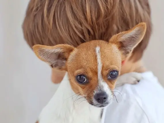 Onderzoek Toont Aan Dat Dieren Stress Verminderen Bij Autistische Kinderen - Verbondenheid Tussen Mens En Dier