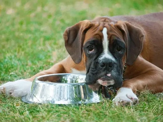 De Hond Voeren Met Een Gevoelige Maag