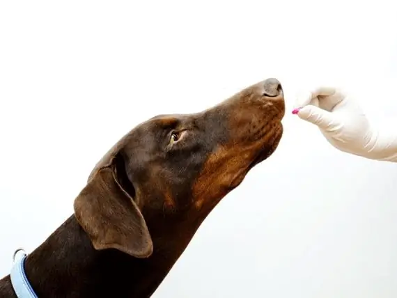 Comment Traiter Les Ténias Chez Les Chiens - Comment Traiter Les Ténias Chez Les Chats