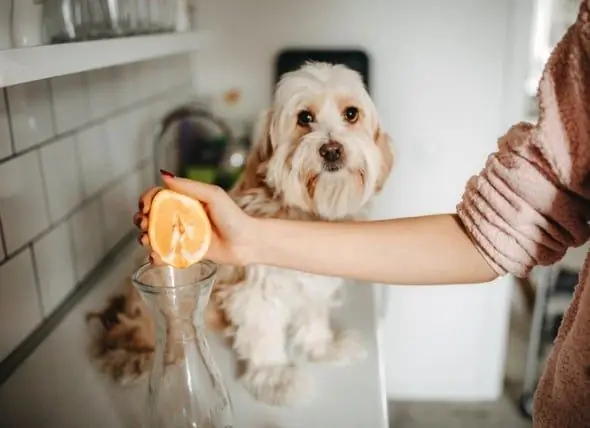 Bolehkah Anjing Dan Anak Anjing Makan Jeruk? Bolehkah Anjing Mempunyai Jus Jeruk Atau Kulit Jeruk?