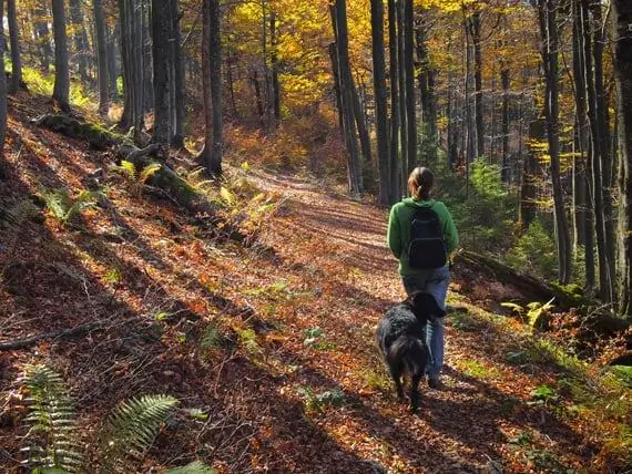 Este Virusul Powassan O Amenințare Pentru Animalele De Companie?