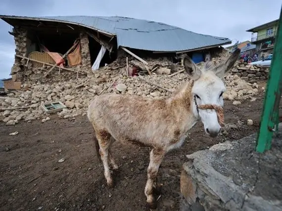 Diere Help Na Aardbewings En Ander Rampe - Wat U Kan Doen Om Diere In Die Aardbewing In Nepal Te Help