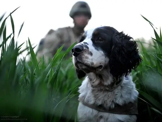 Görevdeki Askeri Köpekler Için Tıbbi Bakım: 2. Kısım