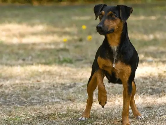 Parques Para Cães: Bons Ou Ruins Para Os Cães E Seus Donos?