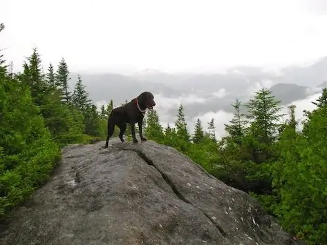 Animais De Estimação Podem Pegar Doenças Devido à Altitude? - Sintomas De Doença Devido à Altitude Em Animais De Estimação