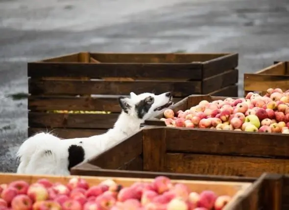 ¿Pueden Los Perros Y Los Cachorros Comer Manzanas? - ¿Son Buenas Las Manzanas Para Los Perros?