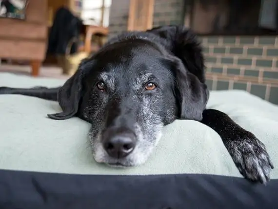 La Capacitat De Les Mascotes Per Emmascarar El Dolor Pot Provocar Patiments A Llarg Termini