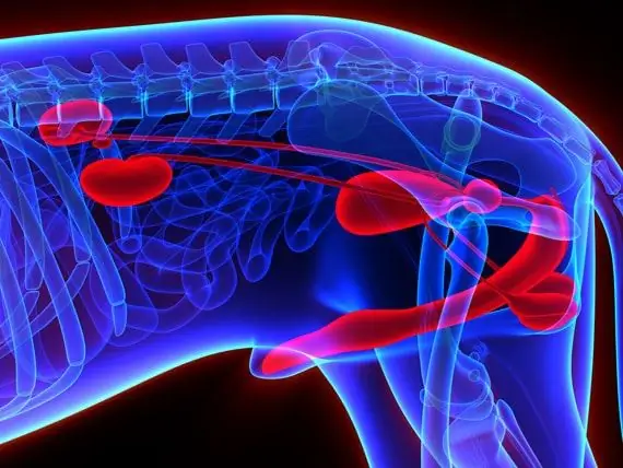 Bladder Stones Sa Mga Aso - Ano Ang Mga Palatandaan At Paano Pinakamahusay Na Magamot Ang Mga Ito