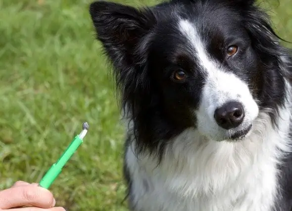 Hur Man Avmarkerar Hundar: Hur Man Dödar En Fästing Och Tar Bort Huvudet Från Din Hund