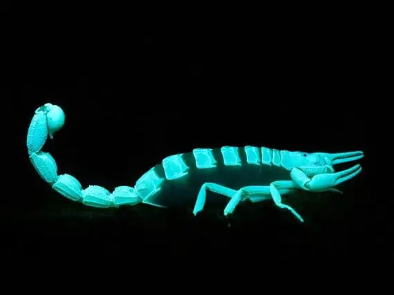 Scorpion Venom Adalah Alat Yang Menjanjikan Dalam Pertempuran Untuk Mengalahkan Kanser - Menggunakan Scorpion Venom Untuk Memerangi Kanser