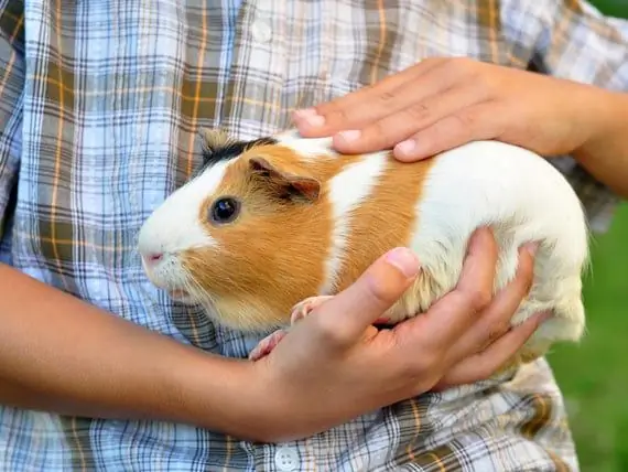 Machi Ni Kupitisha Mwezi Wa Nguruwe Wa Uokoaji Wa Guinea - Je! Nguruwe Za Gine Hufanya Pets Nzuri?