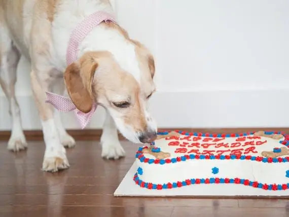 ¿Las Mascotas Necesitan Premios? - Las Golosinas Para Mascotas Deben Tener Un Valor Real Para La Mascota