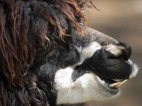 Farm Animal Dentistry, Del 2: Køer, Geder, Alpakka Og Lama