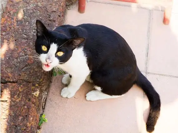 Kehilangan Suara Pada Kucing - Kehilangan Suara Pada Anjing