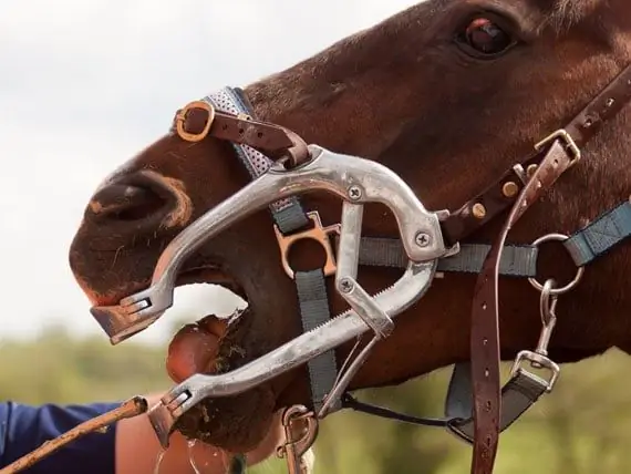 Dentisterie Des Animaux De Ferme, Partie 1 - Tout Sur Les Dents De Cheval Et Les Soins Bucco-dentaires Pour Les Chevaux