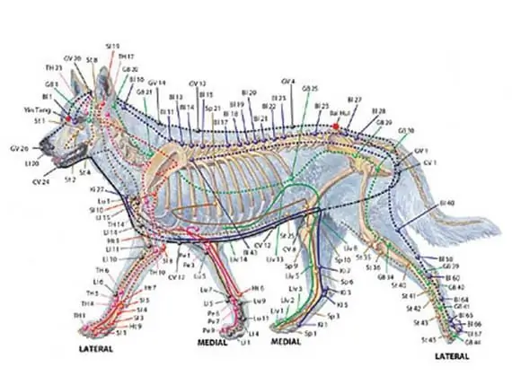 Como O Gerenciamento Multimodal Da Dor Pode Ajudar Seu Animal De Estimação - Tratamentos Alternativos Para Dor Em Animais De Estimação