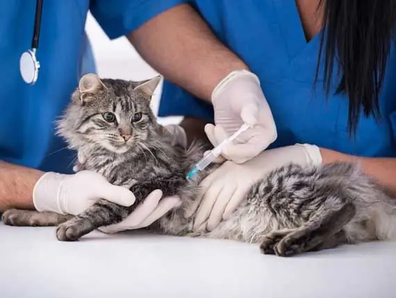 Apakah Penyebaran Kanker Terkait Dengan Biopsi Pada Hewan Peliharaan? - Kanker Pada Anjing - Kanker Pada Kucing - Mitos Kanker