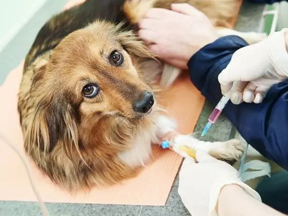 Hvorfor Undgår Så Mange Ejere Af Kæledyr Med Kræft Specialister? - Pet Cancer Care Care