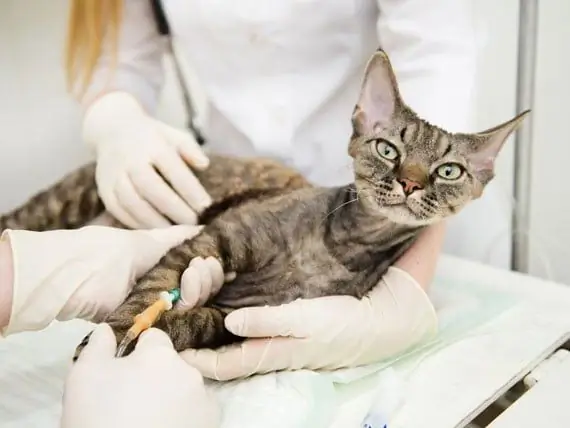 Quali Sono Le Cause Del Cancro Nei Cani? - Quali Sono Le Cause Del Cancro Nei Gatti? - Cancro E Tumori Negli Animali Domestici