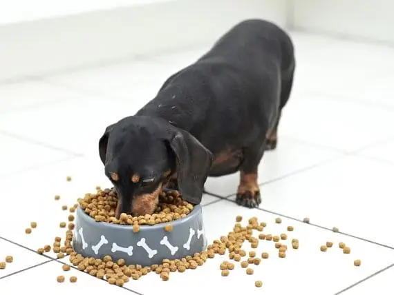 Jaga Anjing Anda Dengan Berat Yang Sempurna Dengan Memberi Makanan Terbaik Dengan Cara Yang Betul