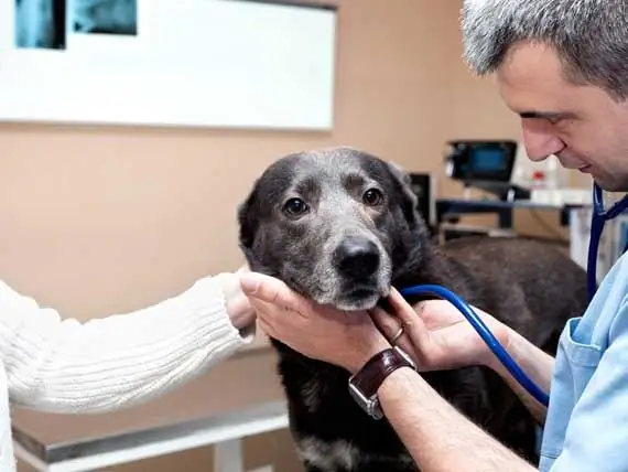 Gli Esseri Umani Possono Ora Essere In Grado Di Donare Sangue Agli Animali Domestici