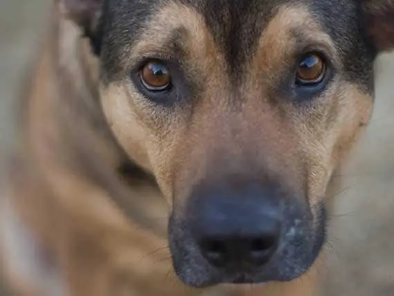 Apa Itu Pankreatitis Pada Anjing? - Bagaimana Makanan Anjing Dapat Membantu Menguruskan Pankreatitis