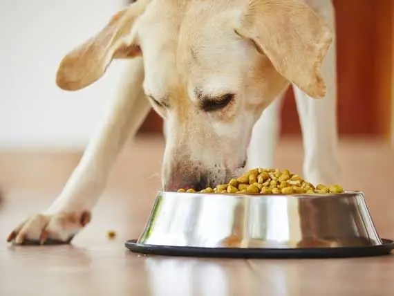 Seu Cão Precisa De Um Alimento Sem Grãos?