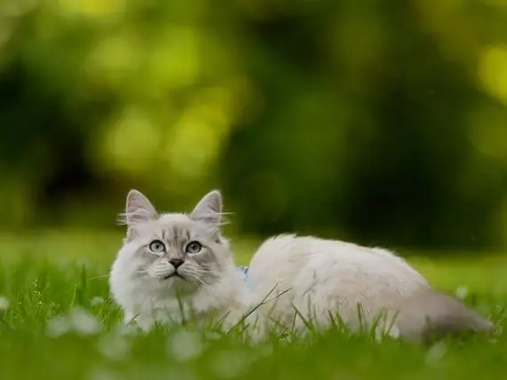 Settembre è Il Mese Dei Gatti Felici