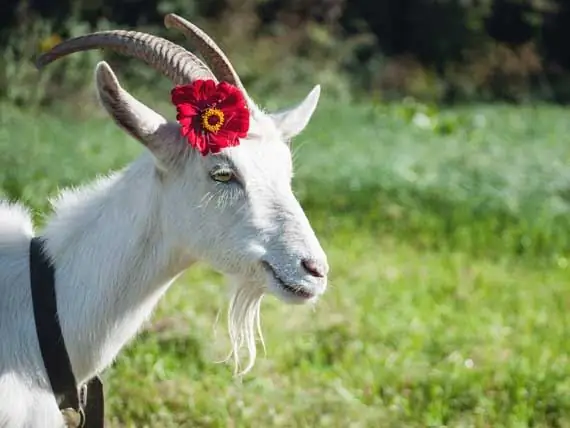 A Farm Kellemes és Nem Túl Szép Illata