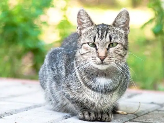 Muchos Gatos Mayores No Reciben Los Alimentos Adecuados