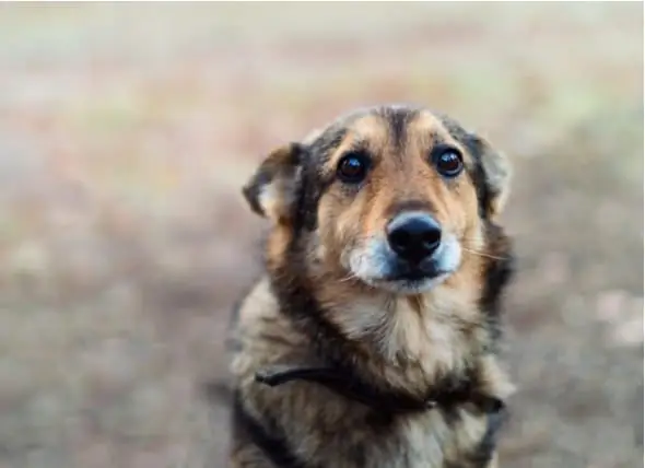 7 Dinge, Die Den Geist Eines Hundes Brechen Können