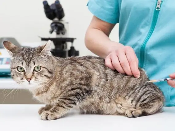 Poznámky Z Veterinární Konference: Aktualizace FIV