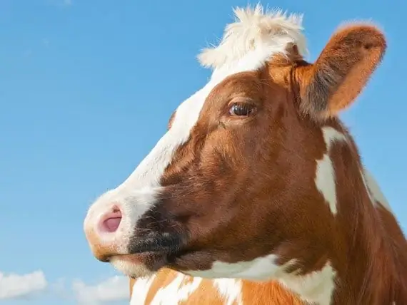 Traiter Les Yeux Roses Chez Les Vaches - Comment Les Yeux Roses Sont Traités Chez Les Bovins